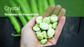 Presentation with beans - Presentation theme featuring freshly-picked-green-ripe-fava background and a shamrock green colored foreground