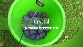  Presentation with grown - PPT layouts with freshly picked home grown organic plums inside green plastic bucket with a hand holding in the garden autumn in austria background and a shamrock green colored foreground