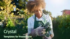  Presentation with community garden - Presentation theme consisting of freshly picked kale from urban background and a tawny brown colored foreground