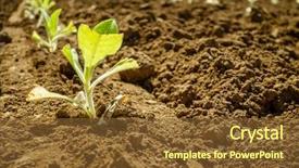  Presentation with kentucky - Presentation enhanced with freshly planted tobacco sprouts background and a tawny brown colored foreground