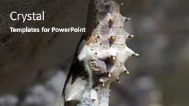  Presentation with chrysalis - Amazing presentation theme having freshly-pupated-fritillary-butterfly-chrysalis backdrop and a dark gray colored foreground