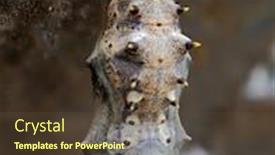  Presentation with chrysalis - Amazing slide deck having freshly-pupated-fritillary-butterfly-chrysalis backdrop and a tawny brown colored foreground