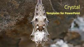  Presentation with chrysalis - Presentation theme with freshly-pupated-fritillary-butterfly-chrysalis background and a tawny brown colored foreground