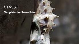  Presentation with chrysalis - PPT layouts enhanced with freshly-pupated-fritillary-butterfly-chrysalis background and a dark gray colored foreground