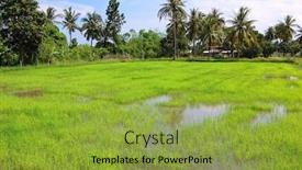  Presentation with paddy field - PPT theme enhanced with freshly transplanted paddy field rice background and a yellow colored foreground