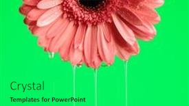  Presentation with gerbera daisy pink flower - Presentation theme enhanced with freshness-concept-by-pink-gerbera background and a shamrock green colored foreground