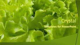 Presentation with lettuce - PPT theme consisting of freshness-green-lettuce-salad-texture background and a tawny brown colored foreground