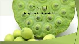  Presentation with lotus - PPT layouts enhanced with freshness lotus seed and pod background and a yellow colored foreground
