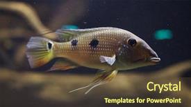  Presentation with daemon - Presentation having venezuela - threespot eartheater satanoperca daemon also background and a tawny brown colored foreground