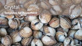 Presentation with clams - PPT layouts featuring freshwater-clams-mix-of-local background and a gray colored foreground
