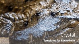  Presentation with territories - Slide deck having freshwater-crocodile-crocodylus-johnsoni-close background and a gray colored foreground