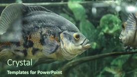  Presentation with freshwater aquarium - Cool new slide deck with freshwater-fish-in-aquarium backdrop and a tawny brown colored foreground