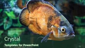  Presentation with freshwater aquarium - Amazing slide set having freshwater-fish-in-aquarium backdrop and a ocean colored foreground