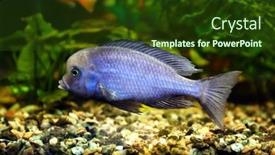  Presentation with freshwater aquarium - Beautiful PPT theme featuring freshwater-fish-in-aquarium backdrop and a tawny brown colored foreground