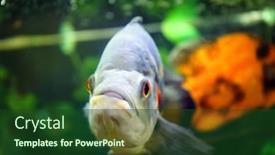  Presentation with freshwater aquarium - Audience pleasing slide set consisting of freshwater-fish-in-aquarium backdrop and a forest green colored foreground