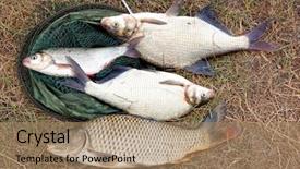  Presentation with freshwater fish - Amazing presentation theme having freshwater fish just taken backdrop and a coral colored foreground