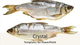  Presentation with freshwater fish - PPT theme consisting of freshwater fish meat - dried breams isolated background and a lemonade colored foreground