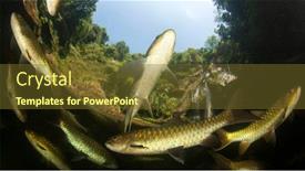  Presentation with freshwater fish - Audience pleasing theme consisting of freshwater-fish-soro-brook-carp backdrop and a tawny brown colored foreground