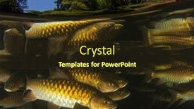  Presentation with fish river - PPT layouts featuring freshwater-fish-soro-brook-carp background and a tawny brown colored foreground