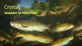  Presentation with fish river - Theme enhanced with freshwater-fish-soro-brook-carp background and a tawny brown colored foreground