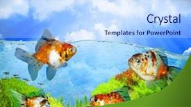  Presentation with freshwater fish - Audience pleasing PPT theme consisting of freshwater fish backdrop and a sky blue colored foreground