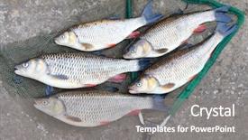  Presentation with fishes - Slides featuring freshwater fishing - catch of fishes european chub background and a  colored foreground