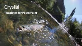  Presentation with trout - Beautiful presentation featuring freshwater fishing - closeup of fario trout being backdrop and a tawny brown colored foreground