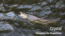  Presentation with closeup of sugarcane plants - Beautiful presentation theme featuring freshwater fishing - closeup of fario trout being backdrop and a dark gray colored foreground