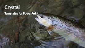  Presentation with trout - Colorful presentation theme enhanced with freshwater fishing - closeup of fario trout being backdrop and a dark gray colored foreground
