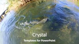  Presentation with trial river - Presentation design having freshwater fishing - closeup of rainbow trout background and a gray colored foreground