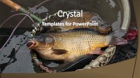  Presentation with christmas sale - Presentation theme with freshwater fishing - live carps cyprinus carpio background and a tawny brown colored foreground