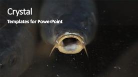  Presentation with christmas sale - PPT layouts having freshwater fishing - live carps cyprinus carpio background and a  colored foreground