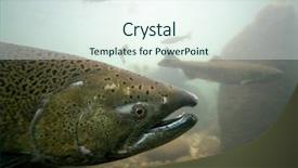  Presentation with brain language center - Beautiful presentation design featuring freshwater fishing - trout swimming at a local backdrop and a sky blue colored foreground