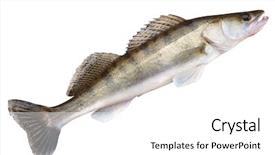  Presentation with clipping - Presentation theme with freshwater fishing - walleye pike-perch isolated on white background and a white colored foreground