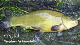  Presentation with fishing net - Slides with freshwater-tench-fishing-catch background and a tawny brown colored foreground