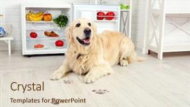  Presentation with paw print - Colorful presentation design enhanced with fridge and muddy paw print backdrop and a lemonade colored foreground