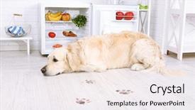  Presentation with fridge - Beautiful presentation design featuring fridge and muddy paw print backdrop and a sky blue colored foreground
