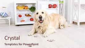  Presentation with paw print - Presentation theme featuring fridge and muddy paw print background and a sky blue colored foreground