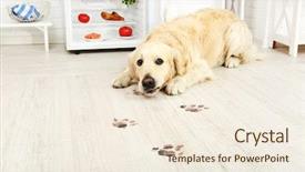  Presentation with paw print - Amazing presentation design having fridge and muddy paw print backdrop and a cream colored foreground