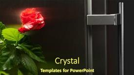  Presentation with fridge - Beautiful presentation theme featuring fridge-handle-and-red-flower backdrop and a wine colored foreground