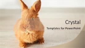  Presentation with rabbit - Beautiful PPT theme featuring friend christ - cute funny rabbit on floor backdrop and a  colored foreground