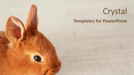  Presentation with rabbit - Slide deck having friend christ - cute funny rabbit on floor background and a lemonade colored foreground