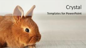  Presentation with rabbit - Amazing PPT theme having friend christ - cute funny rabbit on floor backdrop and a light gray colored foreground