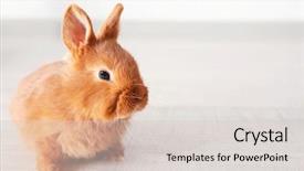  Presentation with smart home automation engineering - Slide deck with friend christ - cute funny rabbit on floor background and a lemonade colored foreground