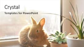  Presentation with rabbit - Audience pleasing PPT theme consisting of friend christ - cute funny rabbit on window backdrop and a white colored foreground
