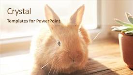  Presentation with rabbit production - Beautiful presentation design featuring friend christ - cute funny rabbit on window backdrop and a cream colored foreground