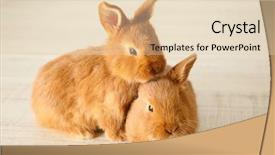  Presentation with home inspections - Amazing slide deck having friend christ - cute funny rabbits on floor backdrop and a lemonade colored foreground