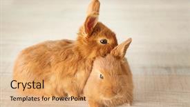  Presentation with floor - Beautiful PPT layouts featuring friend christ - cute funny rabbits on floor backdrop and a coral colored foreground