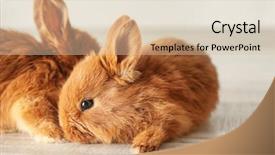  Presentation with energy efficient home - Slides featuring friend christ - cute funny rabbits on floor background and a lemonade colored foreground