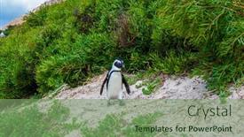  Presentation with cape town south africa - PPT theme with friendly-african-black-footed-penguin background and a seafoam green colored foreground